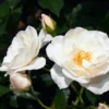 Rosa Pie Alto Iceberg