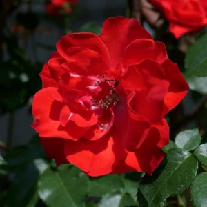 ROSA PIE ALTO SEVILLANA