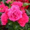 Rosa Rastrera Flower Carpet
