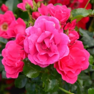 Rosa Rastrera Flower Carpet