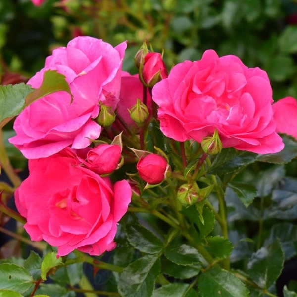 ROSA RASTRERA FLOWER CARPET - Imagen 2