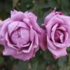 Rosa Trepadora Charles de Gaulle