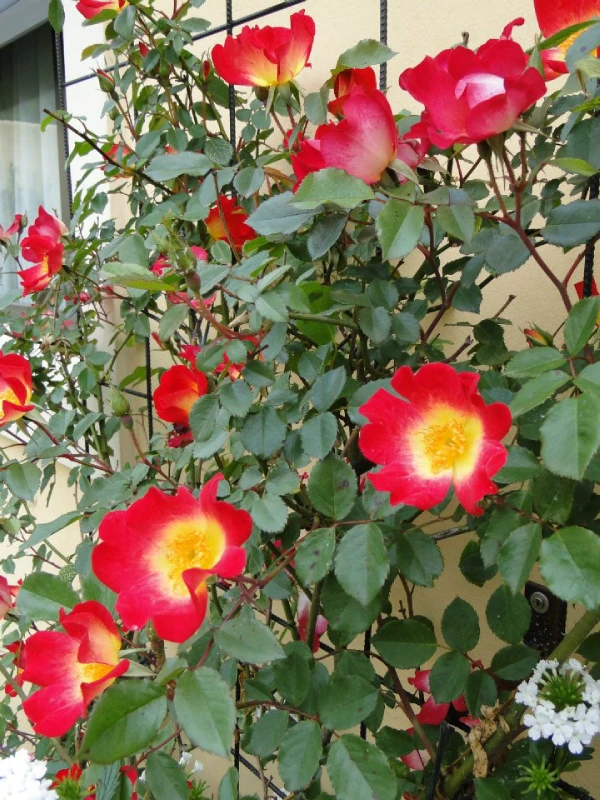 ROSA TREPADORA COCKTAIL - Imagen 2
