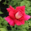 Rosa Trepadora Flaming Peace