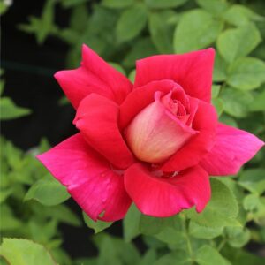 Rosa Trepadora Flaming Peace