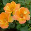 Rosa Trepadora 'Mister J.C.B'