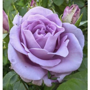 Rosa Trepadora Sissi