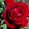 Rosa Trepadora Soraya
