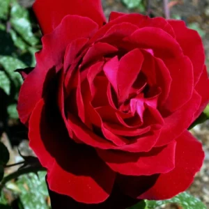 Rosa Trepadora Soraya