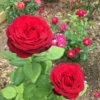 Rosa de Té Grand Gala