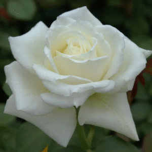 Rosa de Té Tineke