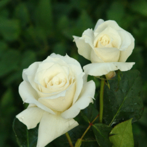 ROSA DE TE PASCALI