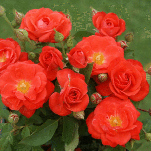 ROSA DE TE ORANGE SENSATION