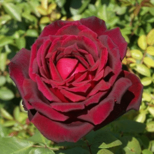 ROSA DE TE OKLAHOMA