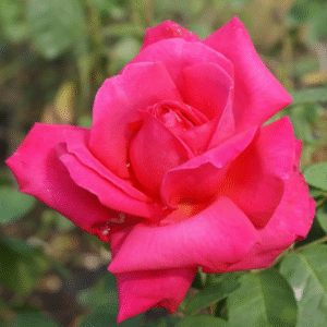 ROSA DE TE MARIA CALLAS