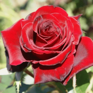 Rosa de Té Black Magic