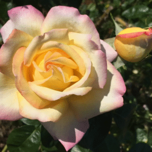 Rosa Trepadora Peace