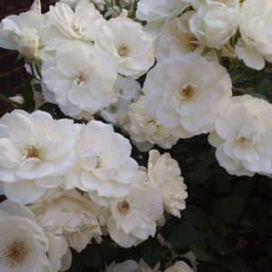Rosa trepadora iceberg