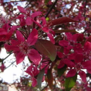Manzano De Flor