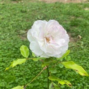 Rosa Floribunda Iceberg