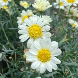 Argyranthemum flor