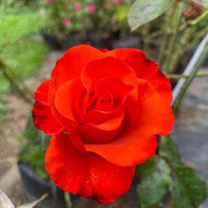 ROSA FLORIBUNDA DISCO DANCER