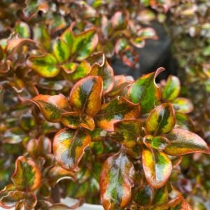 Coprosma Inferno