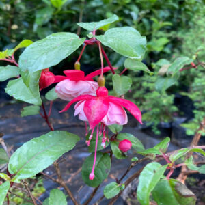 Fucsia Hibrida