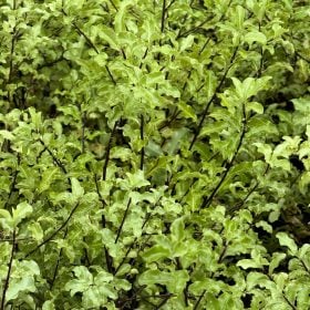 PITTOSPORUM NIGRICANS