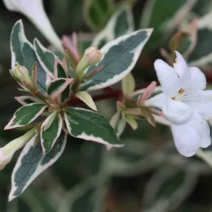 Abelia Variegada