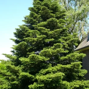 Abeto arbol