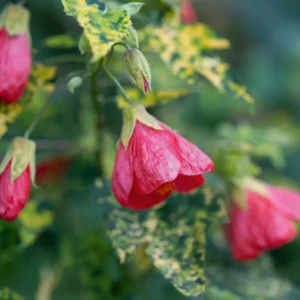 abutilon flor