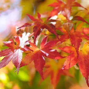 hoja acer japnicum