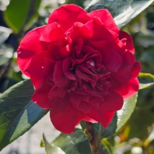 camelia