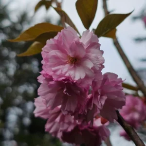 CEREZO DE FLOR
