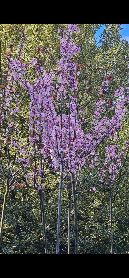 CEREZO DE FLOR - Imagen 2