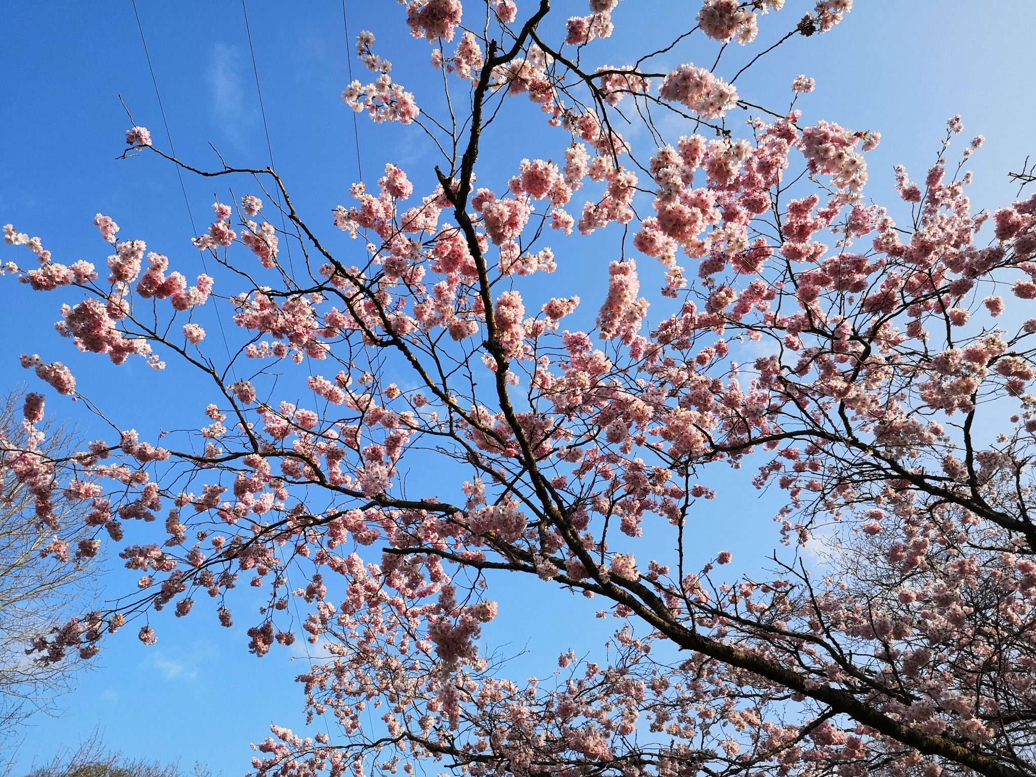 CEREZO DE FLOR - Imagen 2