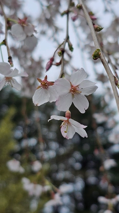 Cerezo de flor pendulo - Imagen 2