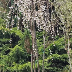 Cerezo de flor pendulo