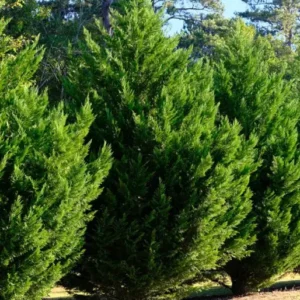 cipres macrocarpa arbol