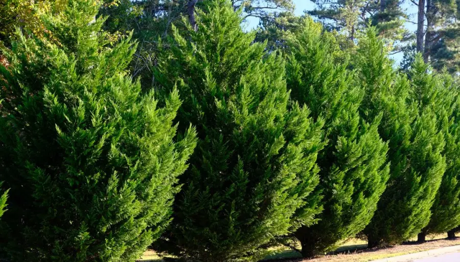 cipres macrocarpa arbol