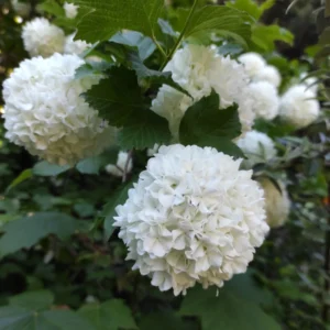 copo de nieve flor