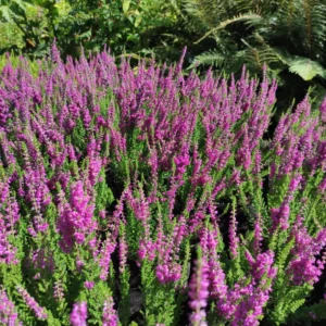 erica fucsia