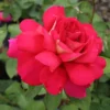 Rosa de Té 'Flaming Peace'