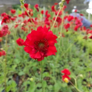 geum rojo