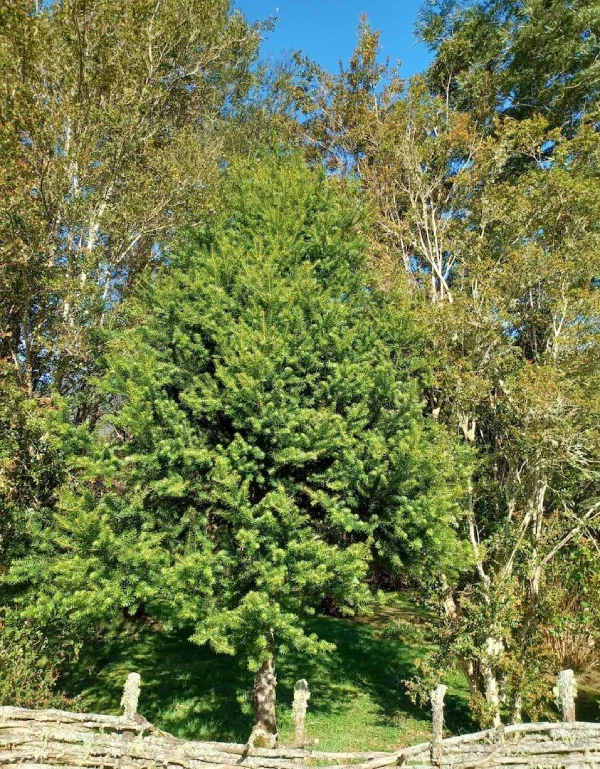 Mañío Hoja Punzante - Imagen 2