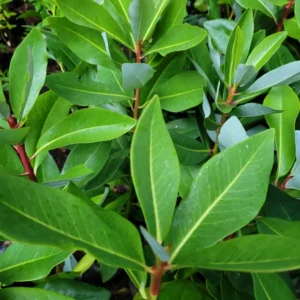 Hoja canelo