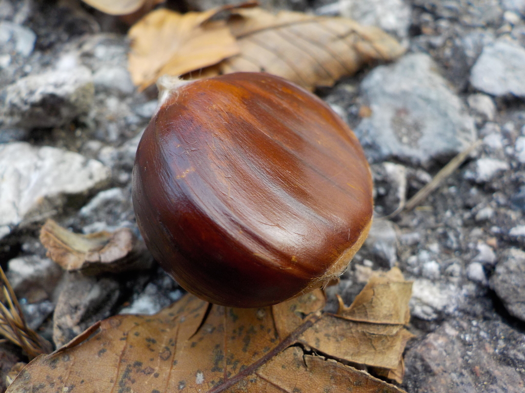 CASTAÑO MARRON DE CUNEO - Imagen 2
