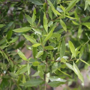 Maitén