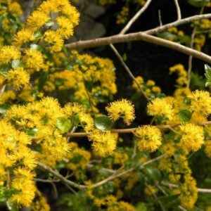 Corcolen Lanceolata